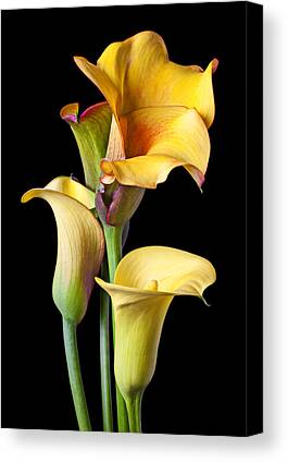 Yellow Calla Lily Canvas Prints