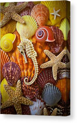 Seashell Fine Canvas Prints