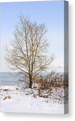 Frosty Winter Weeds Canvas Prints