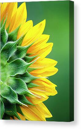 Giant Sunflower Canvas Prints