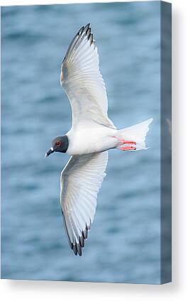 Swallow-tailed Gull Canvas Prints