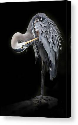 Stunning Photography - 1X Heron Canvas Prints