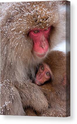 Japanese Macaque Monkey Showing Middle Finger 24x36 Gallery Wrapped Stretched Canvas