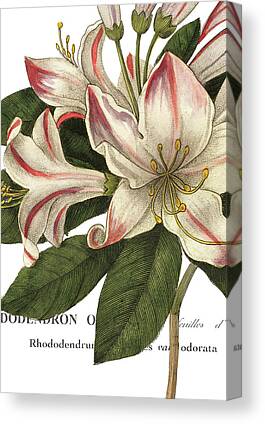 Rhododendrons Drawings Canvas Prints