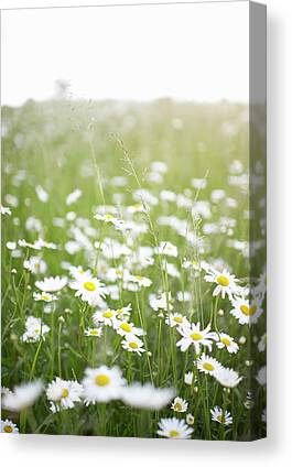 WHITE DAISY FLOWERS MEADOW FIELD CANVAS PICTURE PRINT WALL ART UNFRAMED #437 