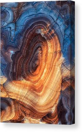 Growth Rings Canvas Prints