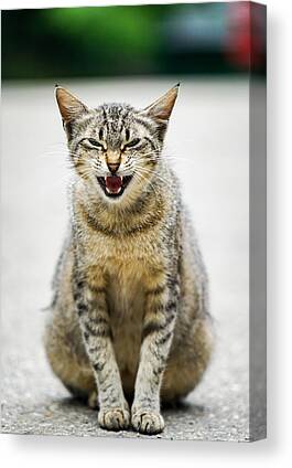Portrait of an angry cat. Photograph by George Afostovremea - Pixels