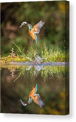 Common Kingfisher Canvas Prints