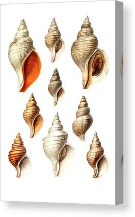 Marine Mollusc Canvas Prints