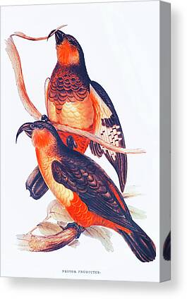 Cockatoo Island Canvas Prints