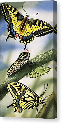 Animals Nature Wildlife Countryside Butterfly Butterflies Caterpillar Canvas Prints