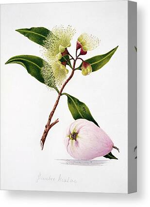 Syzygium Malaccense Canvas Prints