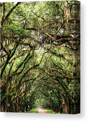 Oak Trees And Lush Spanish Moss In Forsyth Park, Savannah, Georgia Art  Print by Cavan Images - Fine Art America