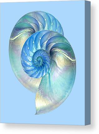 Bild Leinwandbilder Canvas Nautilus  Chambered Nautilus A05281 