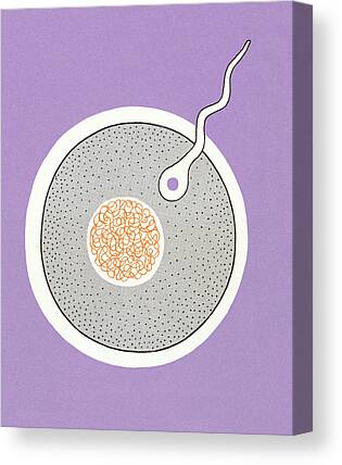 Egg Cell Canvas Prints
