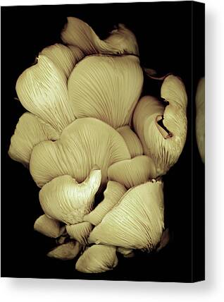 Oyster Mushroom Canvas Prints