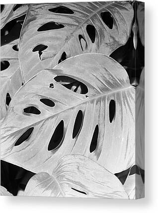 Philodendron Canvas Prints