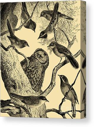 Bird Watching Digital Art Canvas Prints