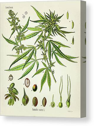 Cannabis Wall art Macro Photography Cannabis Fine Art Weed print Marijuana decor Stoner Gifts Praying Mantis Poster Marijuana Print