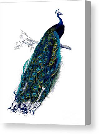 Indian Blue Peacock Canvas Prints