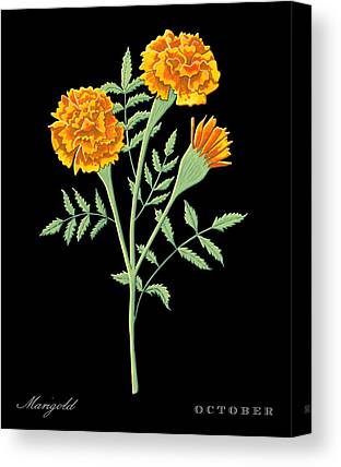 Featured image of post Marigold October Birth Flower Drawing - What is your birth flower?