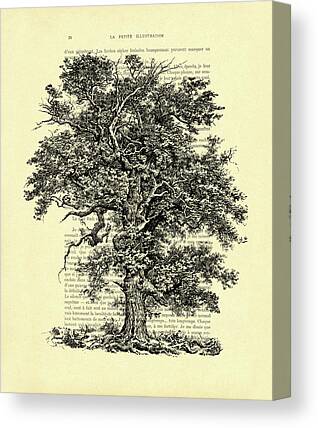 Oldest Living Tree Mixed Media Canvas Prints