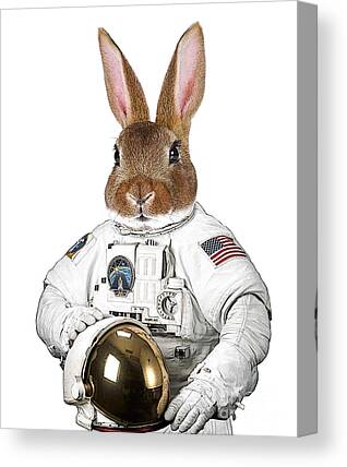 Rabbit Images Canvas Prints