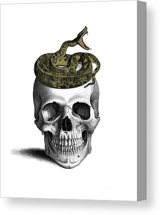 Skull Snake Bones Reptile Skeleton Wall Art Decal Sticker Picture Poster 