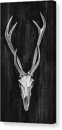 Deer Skull Canvas Prints