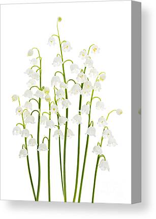 Lily Of The Valley Canvas Prints
