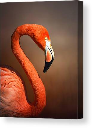 Caribbean Flamingo Canvas Prints