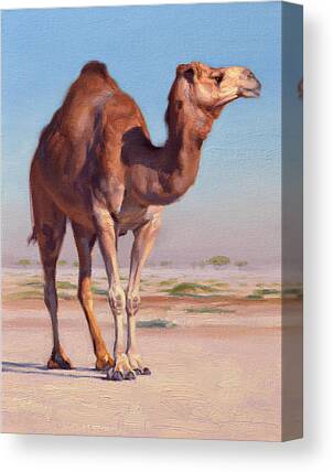 Camels Canvas Prints