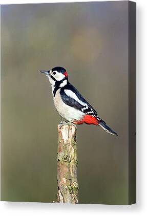 A5 Print great spotter Woodpecker large variegated woodpecker