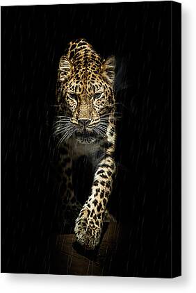 Amur Leopard Canvas Prints