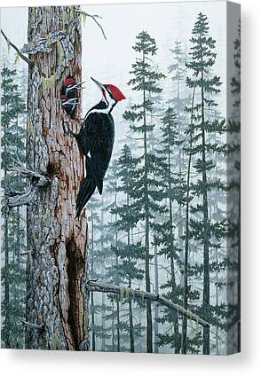 Red Headed Woodpecker Canvas Prints