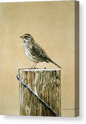 Savannah Sparrow Canvas Prints