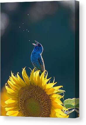 Stunning Photography - 1X Singer Canvas Prints