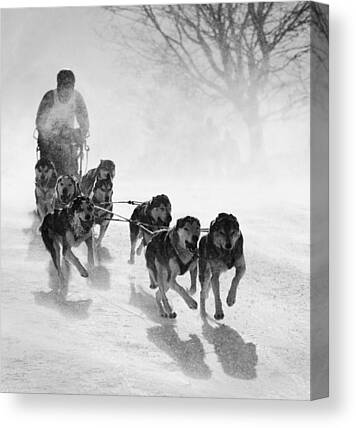 12"x20"dog sledding HD Canvas Print Painting Home Decor Room Wall Art Picture 