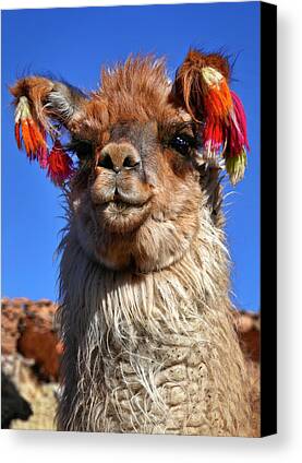 Llamas Photos Limited Time Promotions