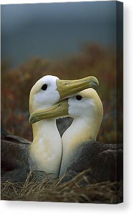 Galapagos Espanola Animal Bird Albatross Canvas Prints