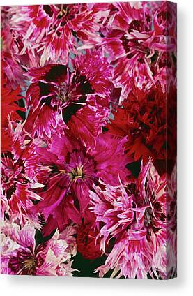 Flowers of SoCal - Red Carnation from the Top Digital Art by Gaby Ethington  - Pixels