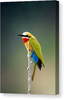 White Fronted Bee-eater Canvas Prints