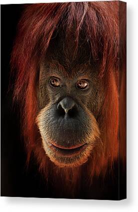 Orangutan Canvas Prints