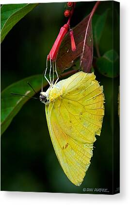 Designs Similar to Yellow And Red by Don Durfee