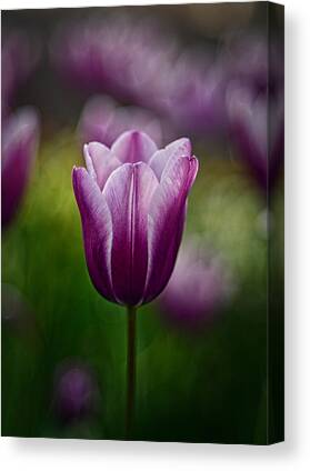 Purple Tulip Canvas Prints | Fine Art America