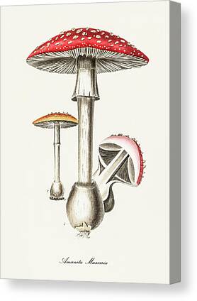 Fly Agaric Canvas Prints