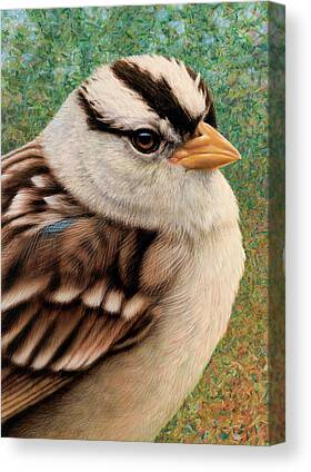 White-crowned Sparrow Canvas Prints