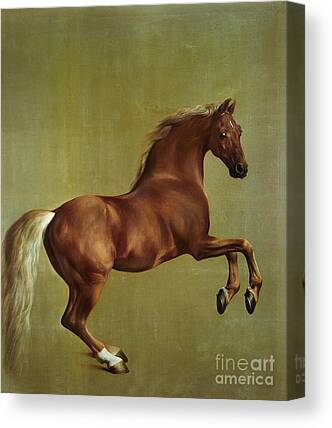 Wild Horse Paintings Canvas Prints