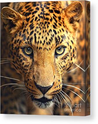 Leopard Canvas Prints
