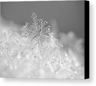 Winter Black And White Photos Limited Time Promotions